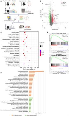 Integrated Proteotranscriptomics of Human Myometrium in Labor Landscape Reveals the Increased Molecular Associated With Inflammation Under Hypoxia Stress